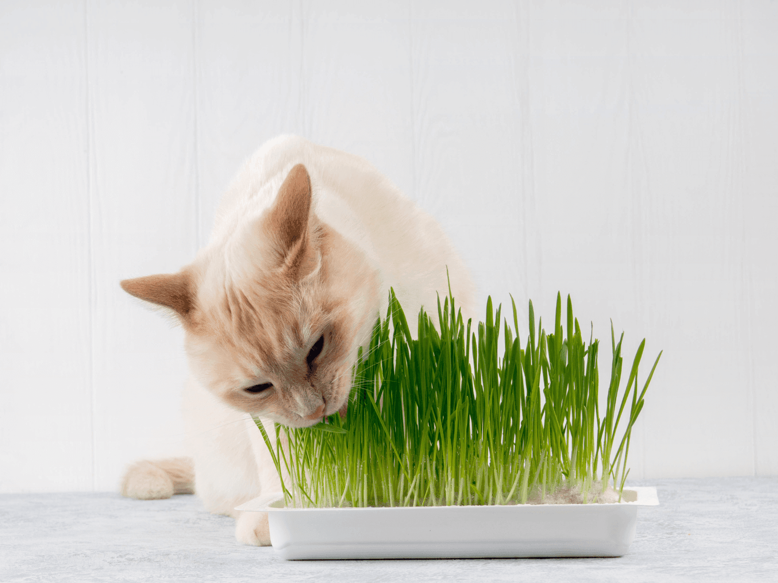 Cat eating cat grass, demonstrating what cat grass does for feline health