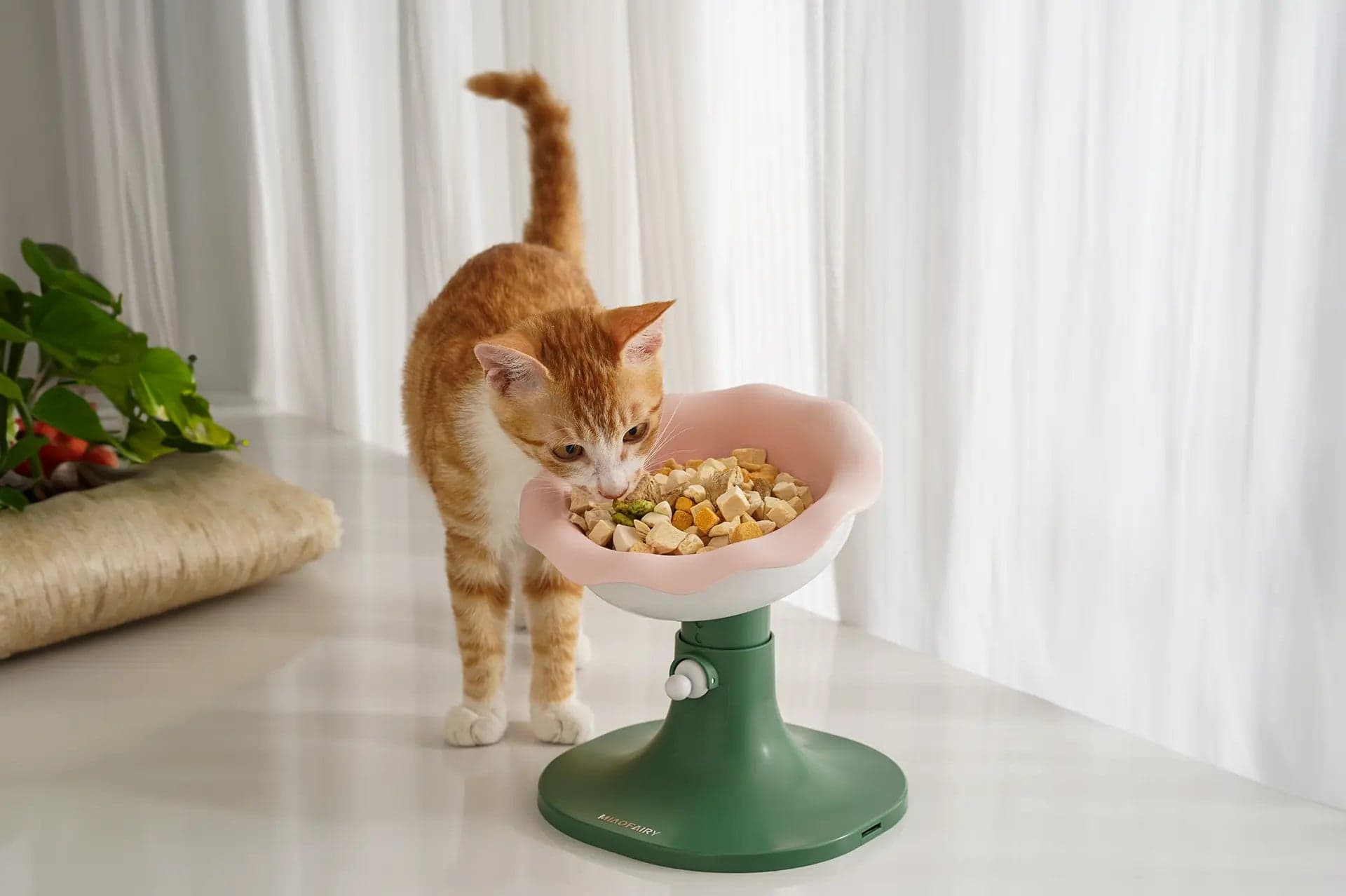 A cat is eating food using elevated cat bowl