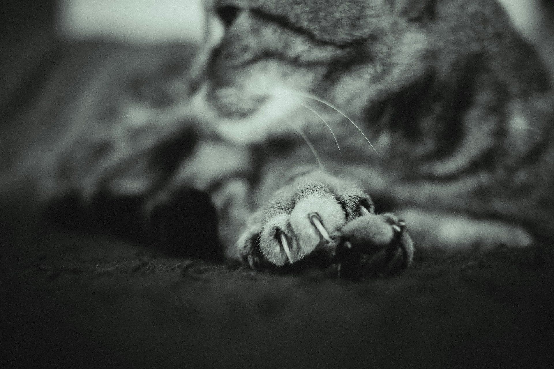 Trimming Cat Nails