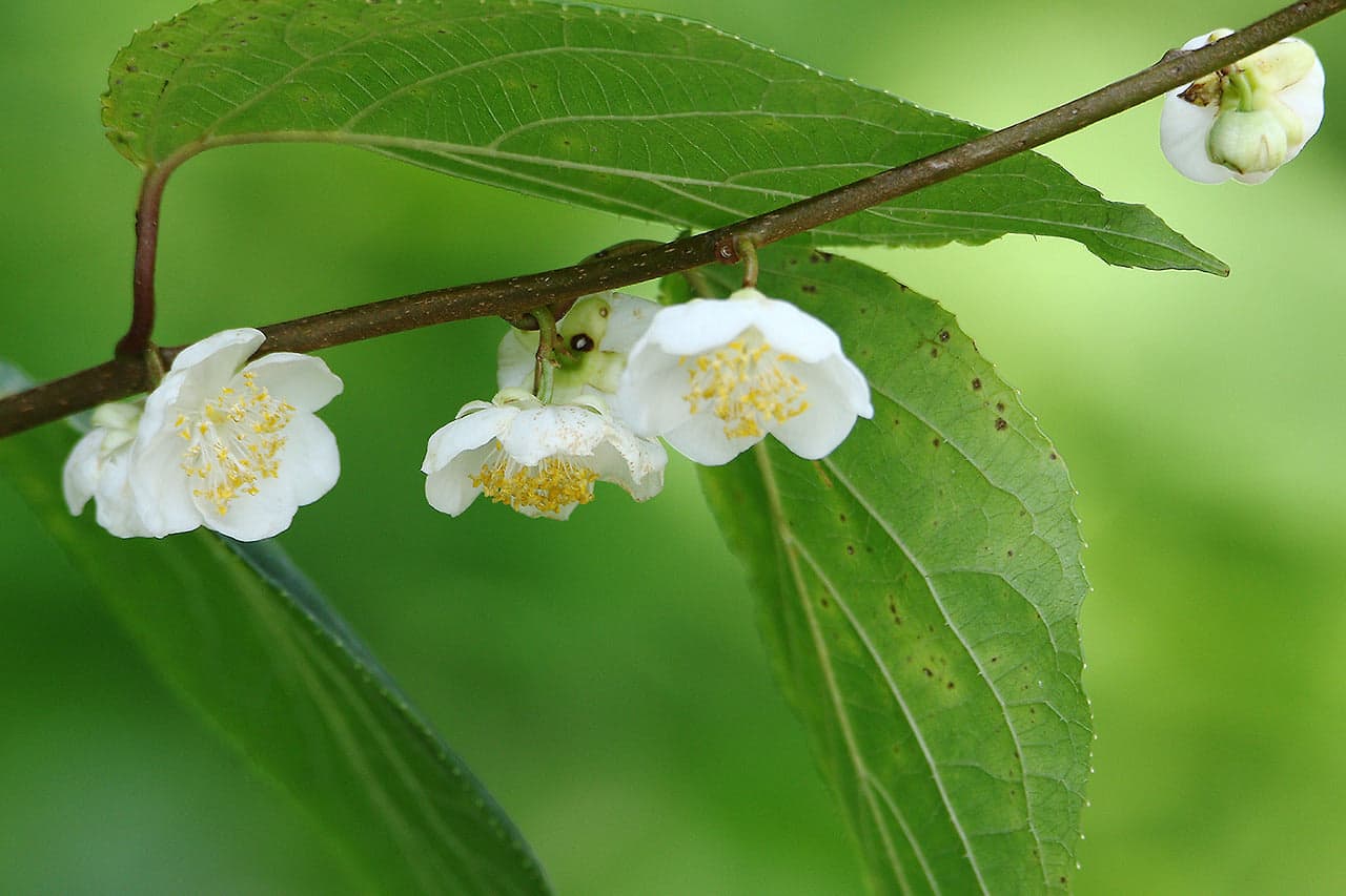 Silvervine stick plant and it's flower