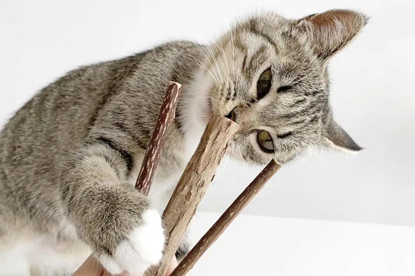 Silvervine sticks for cats