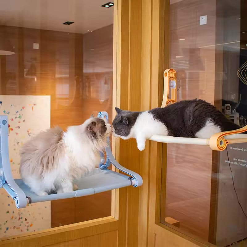 Two cats playing on cat window perch