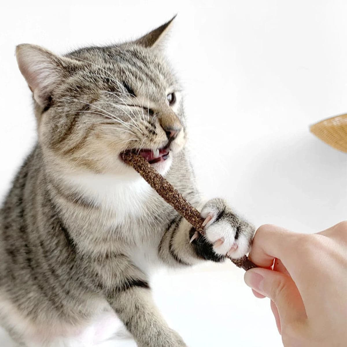 Cat is chewing coated silvervine stick