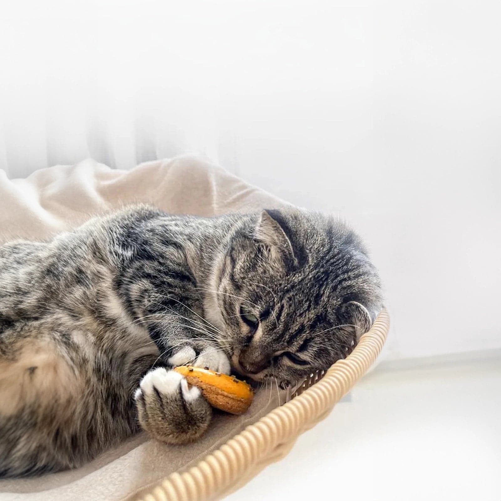 Cat Playing Slivervine Chew Toys