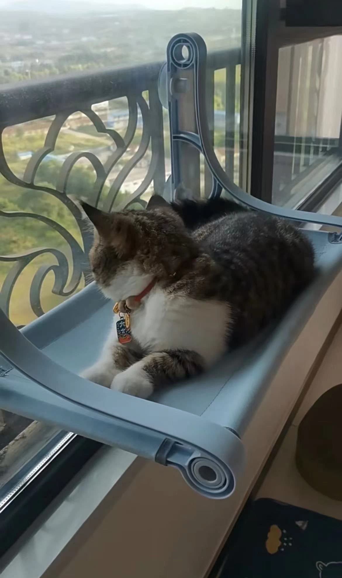 Review Image for Dual-Use Cat Window Perch